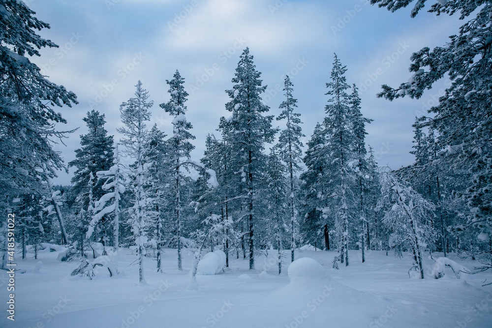 Obraz premium Snowy forest in Lapland, Finland