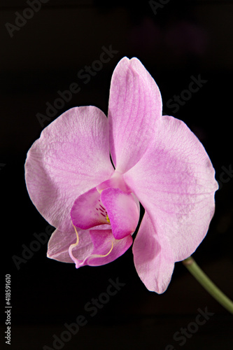 pink orchid flower on a black background