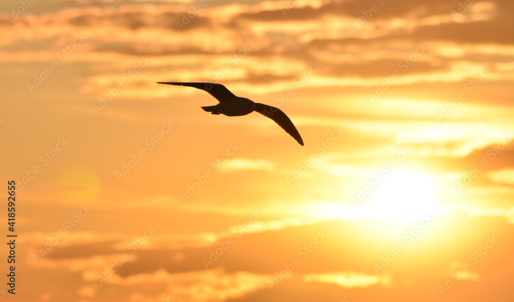 Fototapeta premium Seagull flying at sunset sky