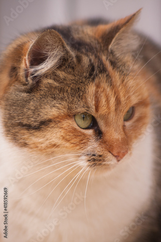 Beautiful domestic cat. Portrait of a cat. Cat  © Brylynskyi