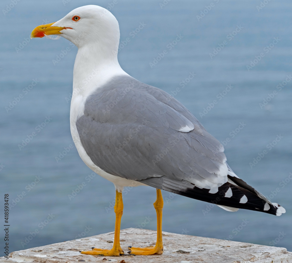 Fototapeta premium White and grey seagull