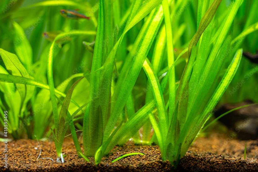 Vallisneria gigantea freshwater aquatic plants in a fish tank with blurred background Vallisneria gigantea freshwater aquatic plants in a fish tank with blurred background