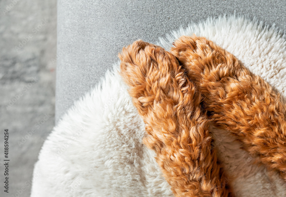 Labradoodle dog paws, top view. Close up of red curly and fluffy front paws resting on gray sofa with white fur blanket. Pet themed backdrop texture. Selective focus. Labradoodle dog paws, top view. Close up of red curly and fluffy front paws resting on gray sofa with white fur blanket. Pet themed backdrop texture. Selective focus.