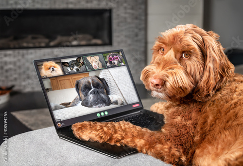 Photography Dog talking to dog friends in video conference