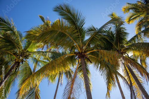 Looking up into coconut palm trees on the beach on the Pacific Ocean in the Riviera Nayarit  Mexico