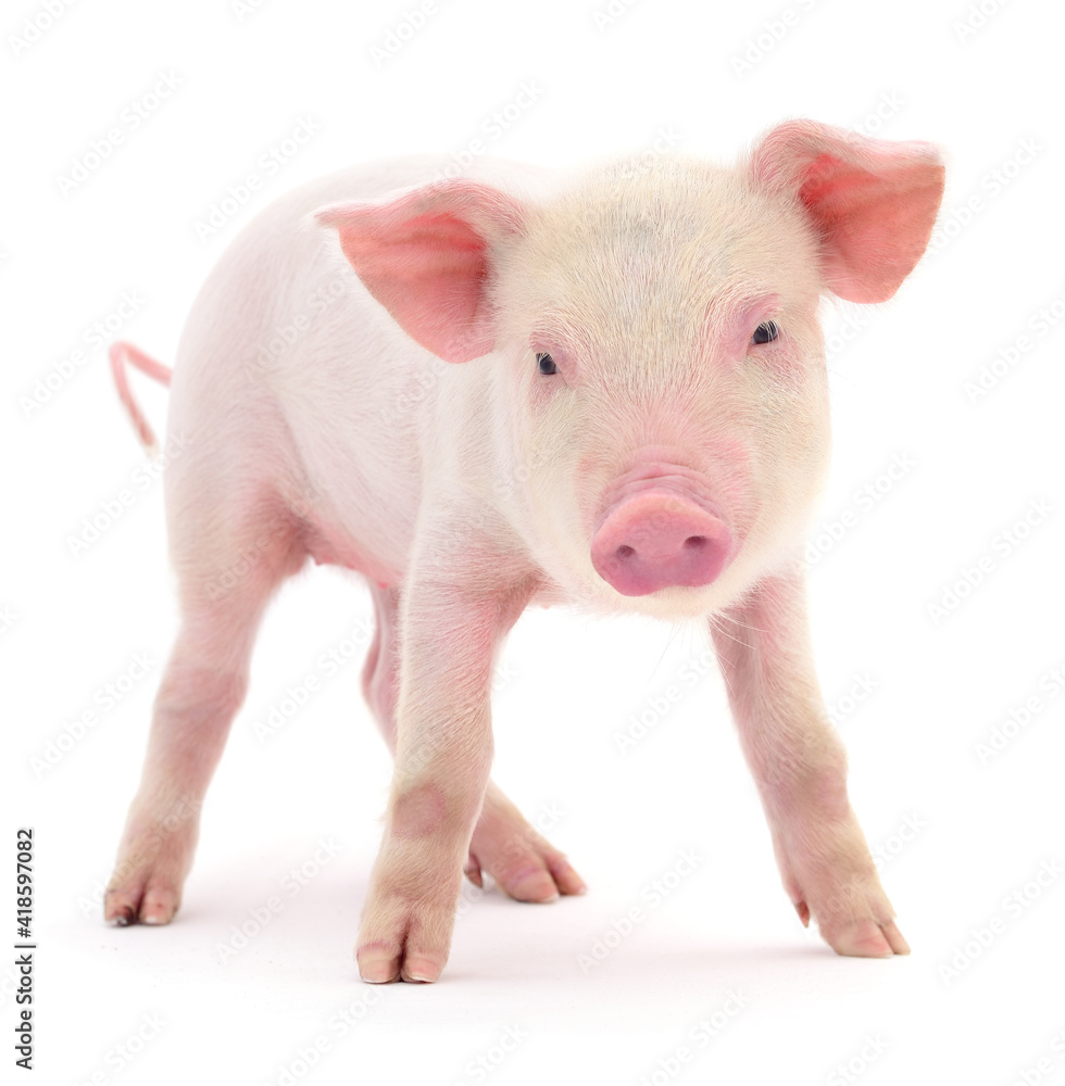 Pig on white Pig on white