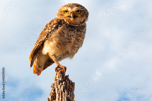 Burrowing Owl - Athene cunicularia - in the tree attentive taking care of its burrow and its young