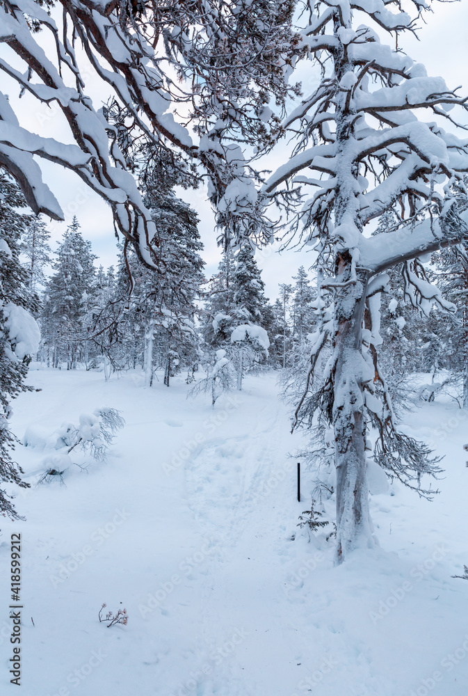 Winter landscape Winter landscape