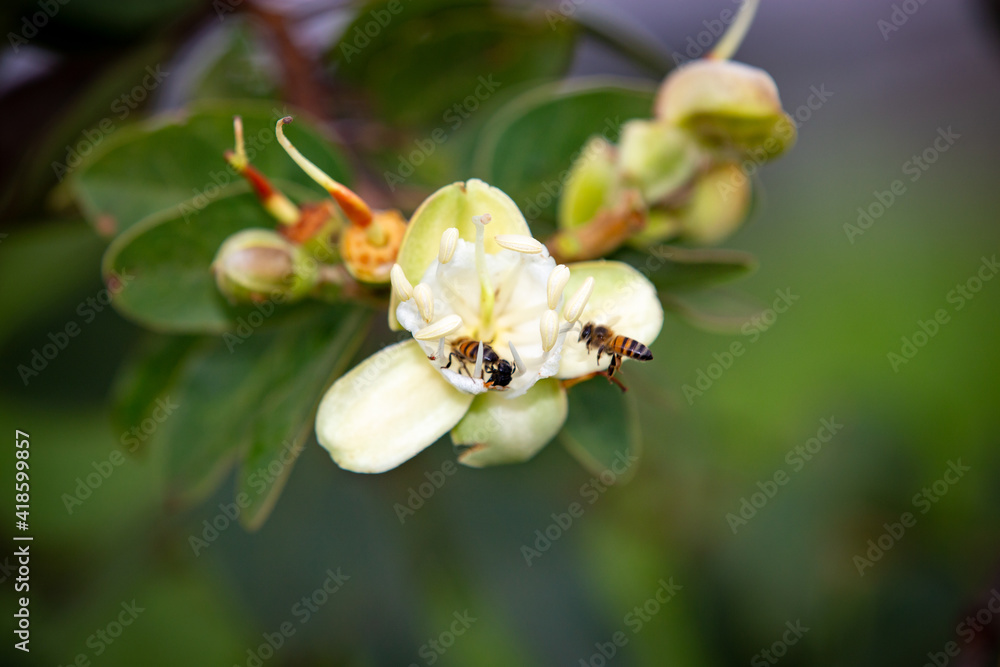 Obraz premium Jatobá flowers Hymenaea courbaril , with African bees and European plolinizing bees inside,. exotic plant typically Brazilian
