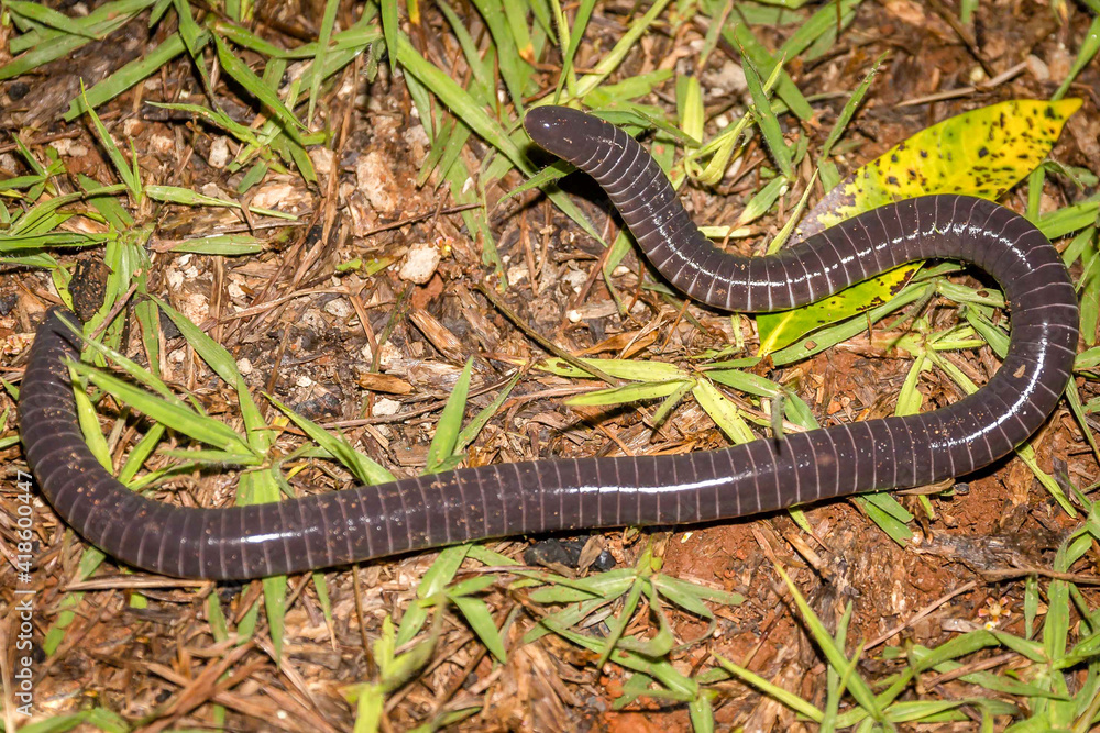 Blind snake (Siphonops annulatus), Cecília, a species of snake that lives under the ground Blind snake (Siphonops annulatus), Cecília, a species of snake that lives under the ground