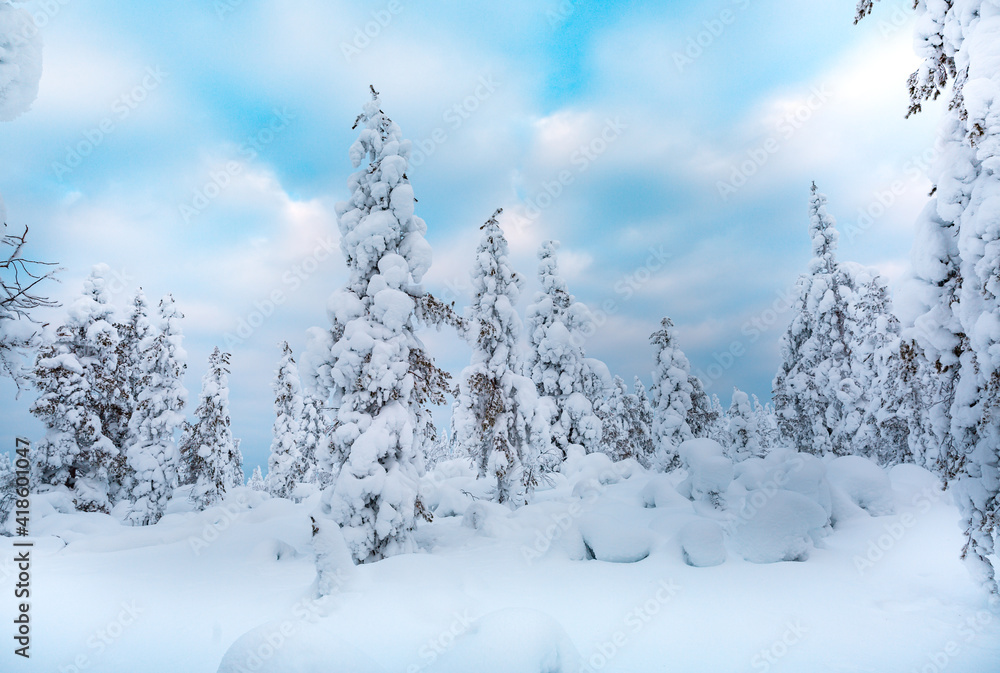 Trees covered with snow at lapland Finland Trees covered with snow at lapland Finland