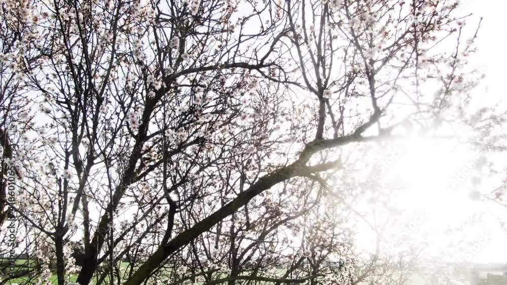 slow drone views among flowering almond trees slow drone views among flowering almond trees