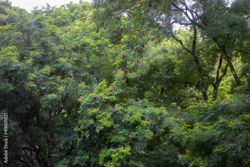 Landscape with rain over the treetops of the tropical forest