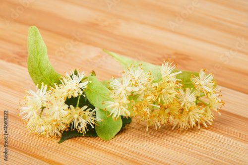 Fresh linden flowers isolated on a wooden background.