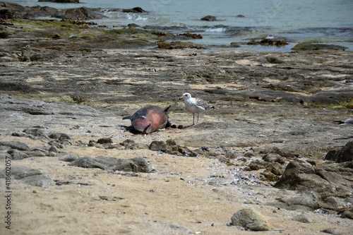 Cetáceo y gaviota en playa de Corrubedo