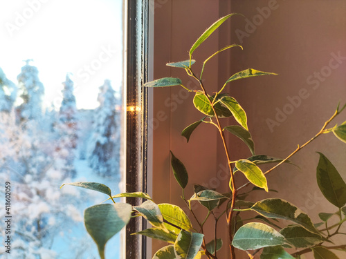 Ficus Benjamin in a pot stands in a window seal against a background of a winter landscape behind glass. Natural air purifier. indoor plant. photo