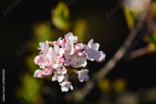 Beautiful blooming viburnum on a sunny March spring day, macro photo