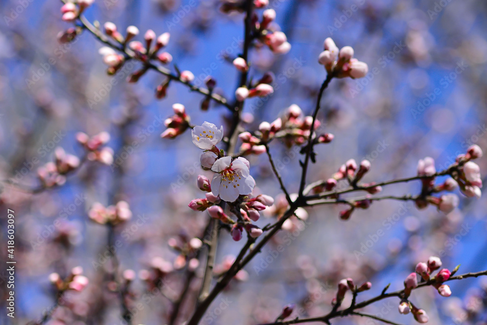 Pink almond tree flowers on almond tree branches against blue sky on a warm, sunny spring day Pink almond tree flowers on almond tree branches against blue sky on a warm, sunny spring day