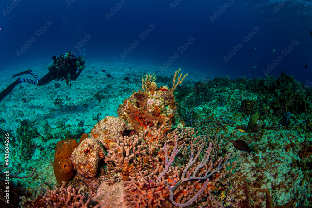 Fototapeta premium coral reef and diver