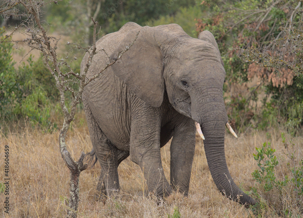 Fototapeta premium young african elephant eating peacefully among the bushes of the wild Ol Pejeta Conservancy, Kenya
