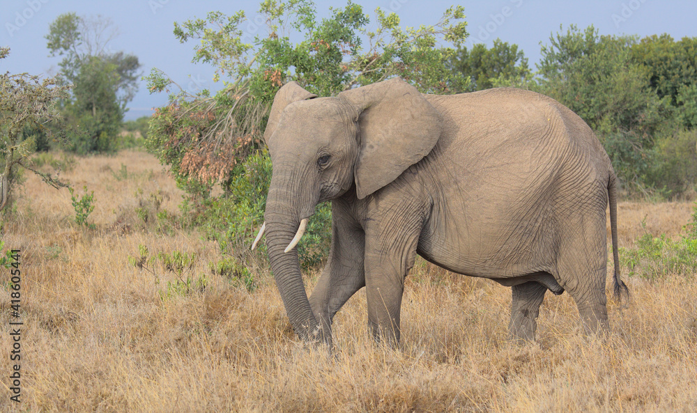 african elephant grazing in the wild Ol Pejeta Conservancy Kenya african elephant grazing in the wild Ol Pejeta Conservancy Kenya