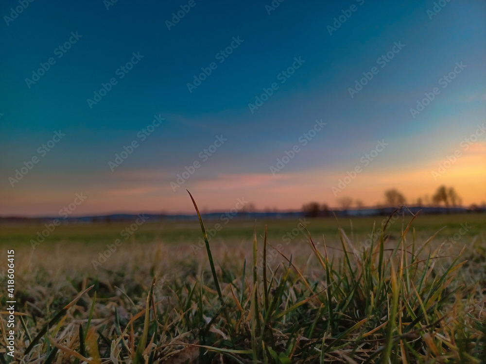 Obraz premium wheat field at sunset