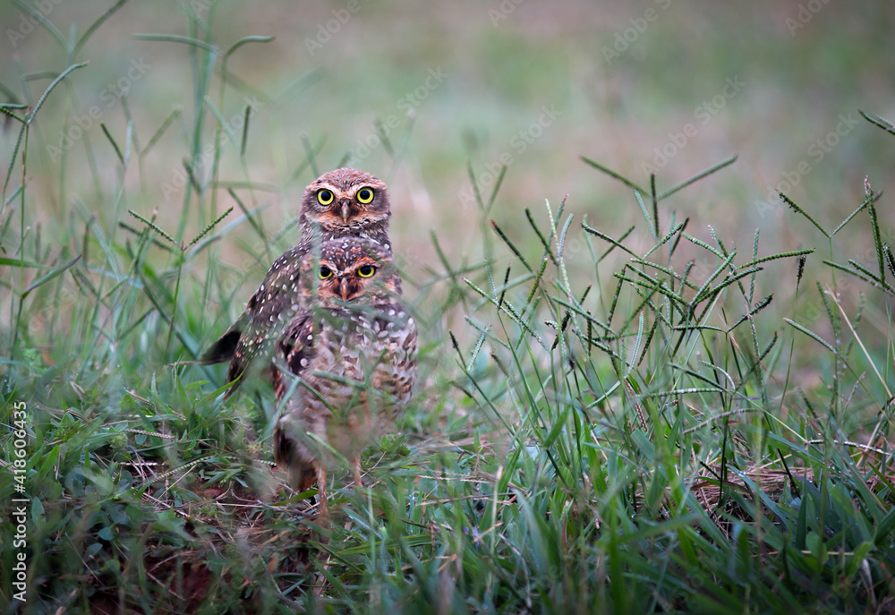 Two owls at the entrance to the burrow on the ground where they made their nest in the middle of tall grass Two owls at the entrance to the burrow on the ground where they made their nest in the middle of tall grass