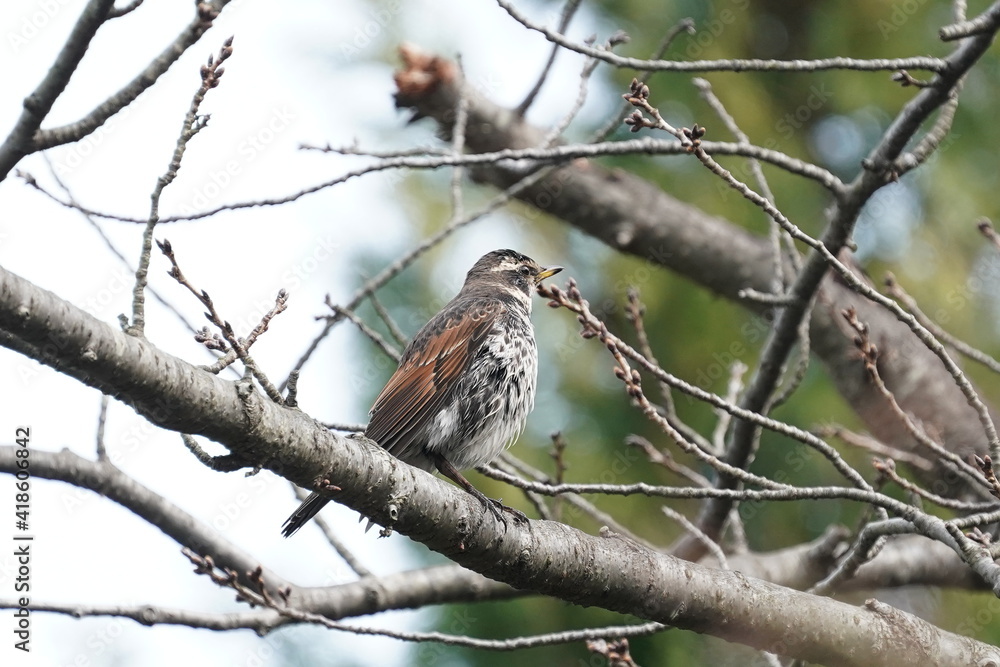dusky thrush in the forest dusky thrush in the forest