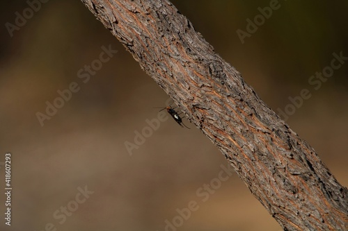 White Flank Black Braconid wasp (Callibracon capitator) on tree, South Australia