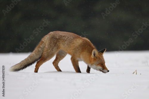 Red fox, Vulpes vulpes, ferrets about prey. Orange fur coat animal hunting in winter nature. Fox running in snow on meadow. Wildlife scene from Europe. Habitat Europe, Asia, North America.