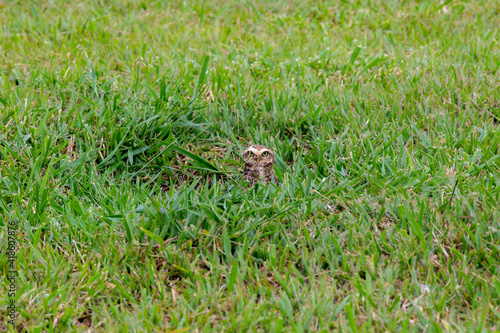 Little owl hidden in its nest made in the hole in the ground in the middle of green grass © Adilson
