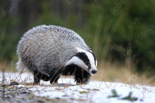 European badger, Meles meles, running in winter forest. Black and white striped animal sniffs in snowy grass. Hunting beast in snowfall. Wildlife scene from nature. Habitat Europe, Western Asia.