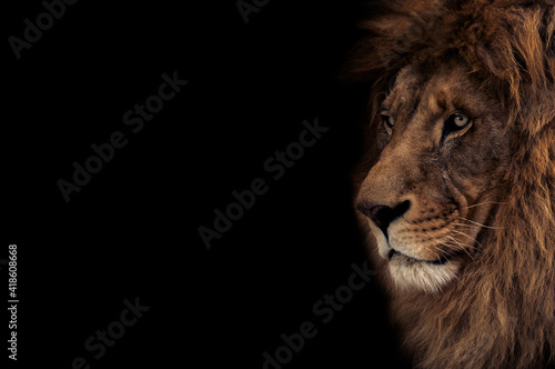 Portrait of a beautiful lion and copy space. Lion in dark