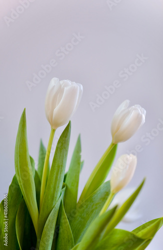  women s day.White tolips .Spring flowers.