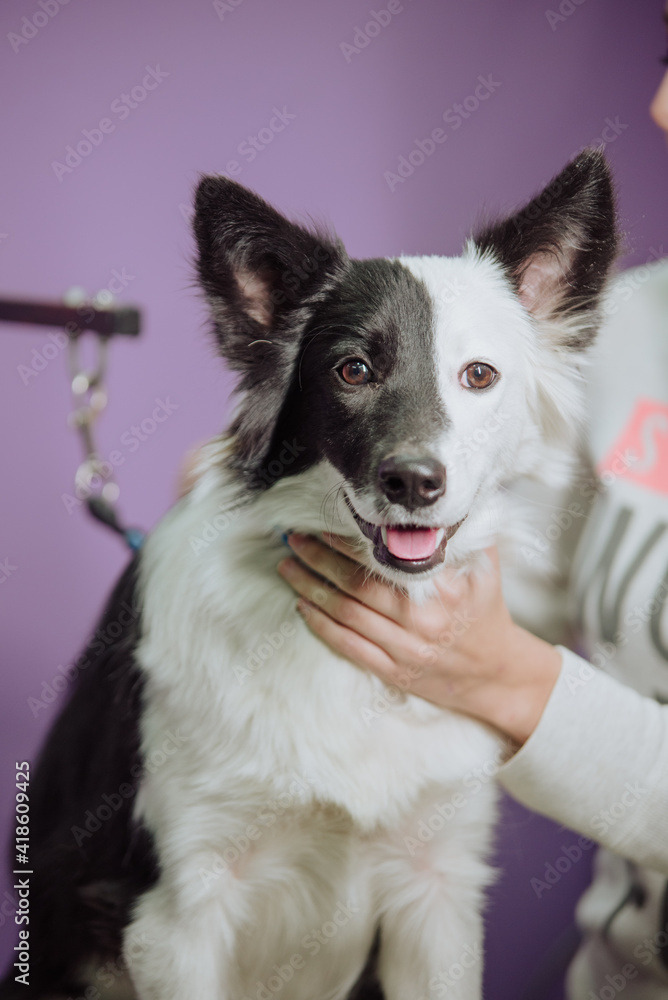 Pet being treated in a vet grooming clinic Pet being treated in a vet grooming clinic