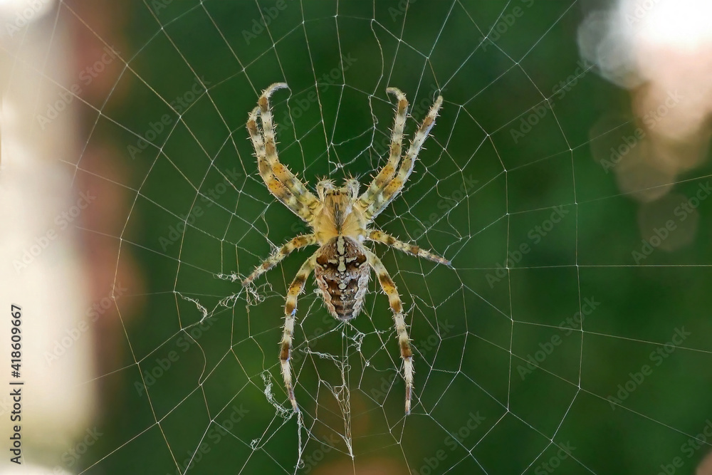 Cross spider in her web against a green background