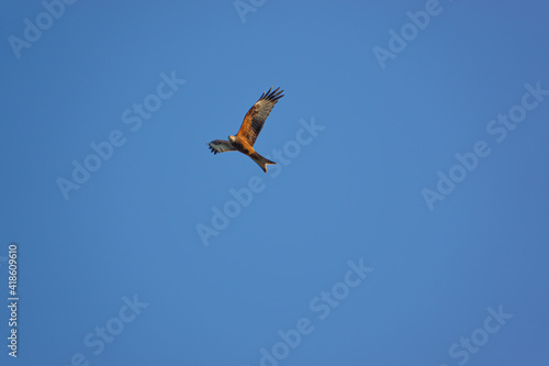 red kite soaring with open wings in a beautiful crisp blue winter UK sky