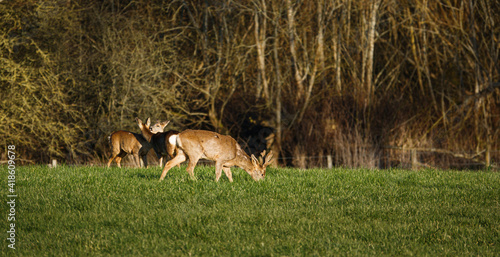 roe deer feeding in a field of green winter grass