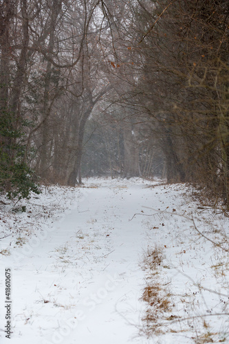 Wallpaper Mural Snow Covered trail Torontodigital.ca