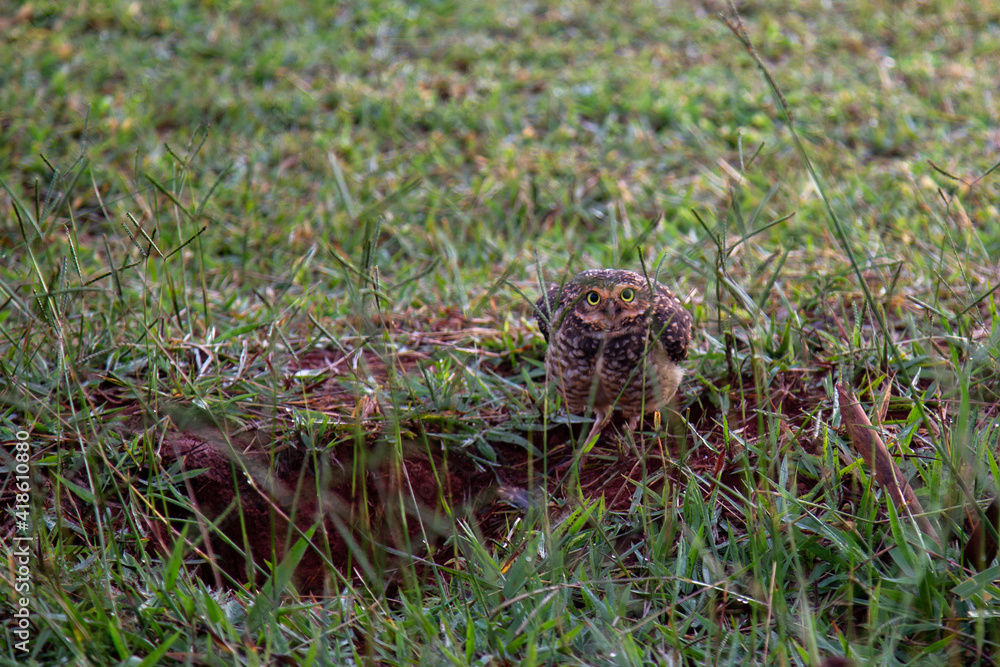 Burrowing owl (Athene cunicularia), closeup attentive to the surroundings protecting its nest