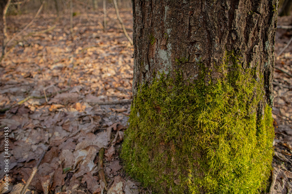 Naklejka premium Moss