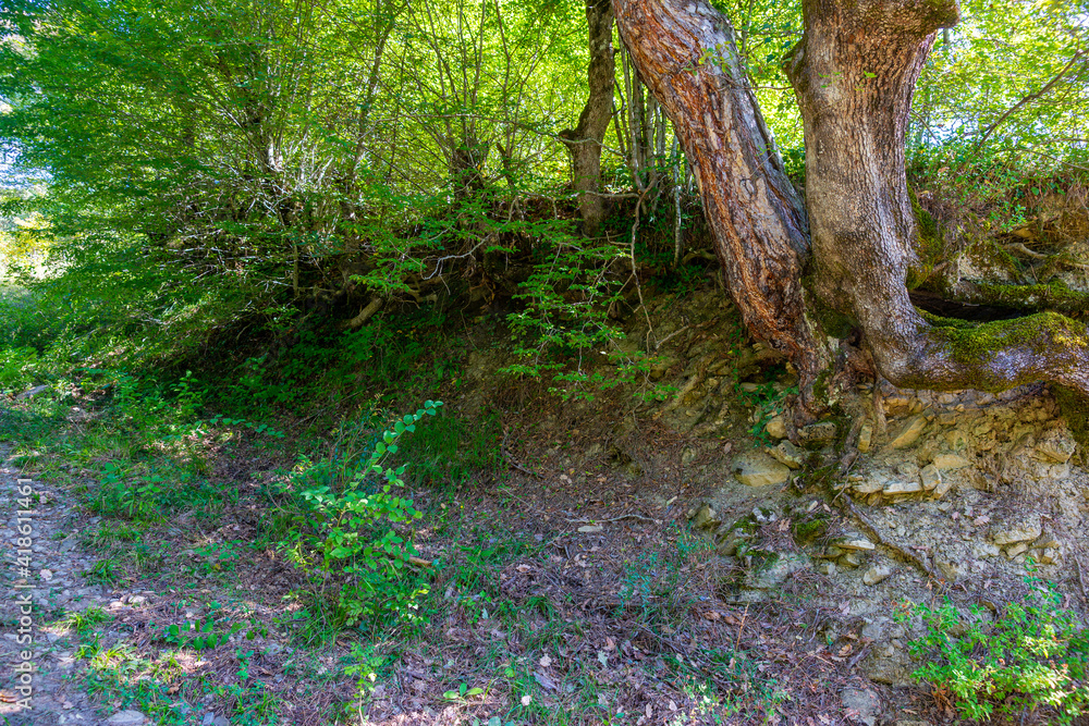 submerged black sea forests in summer. It looks great with beech trees and flowers. submerged black sea forests in summer. It looks great with beech trees and flowers.
