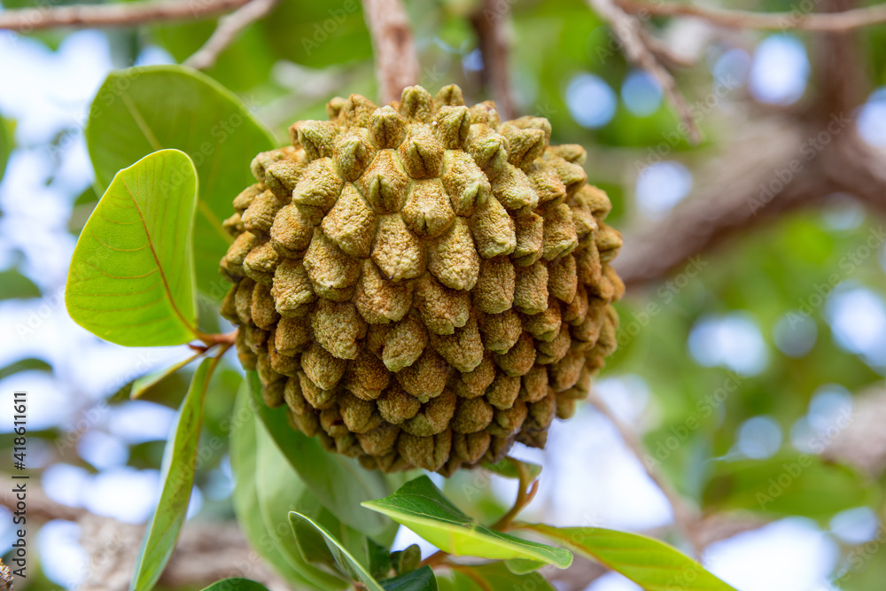 Marolo (Annona crassiflora), typical fruit of central Brazil, exotic and rare fruit Marolo (Annona crassiflora), typical fruit of central Brazil, exotic and rare fruit