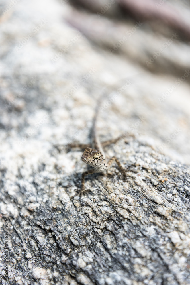 little lizard on stone