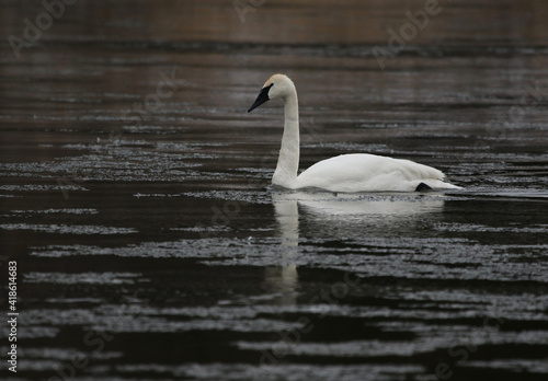 A Trumpeter Swan (Cygnus buccinator) swimming in the Grand River, in Cambridge, Ontario, Canada.