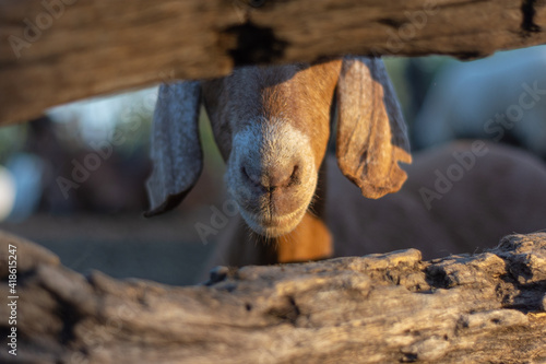 primer plano del hocico de una cabra marron entre dos maderas photo