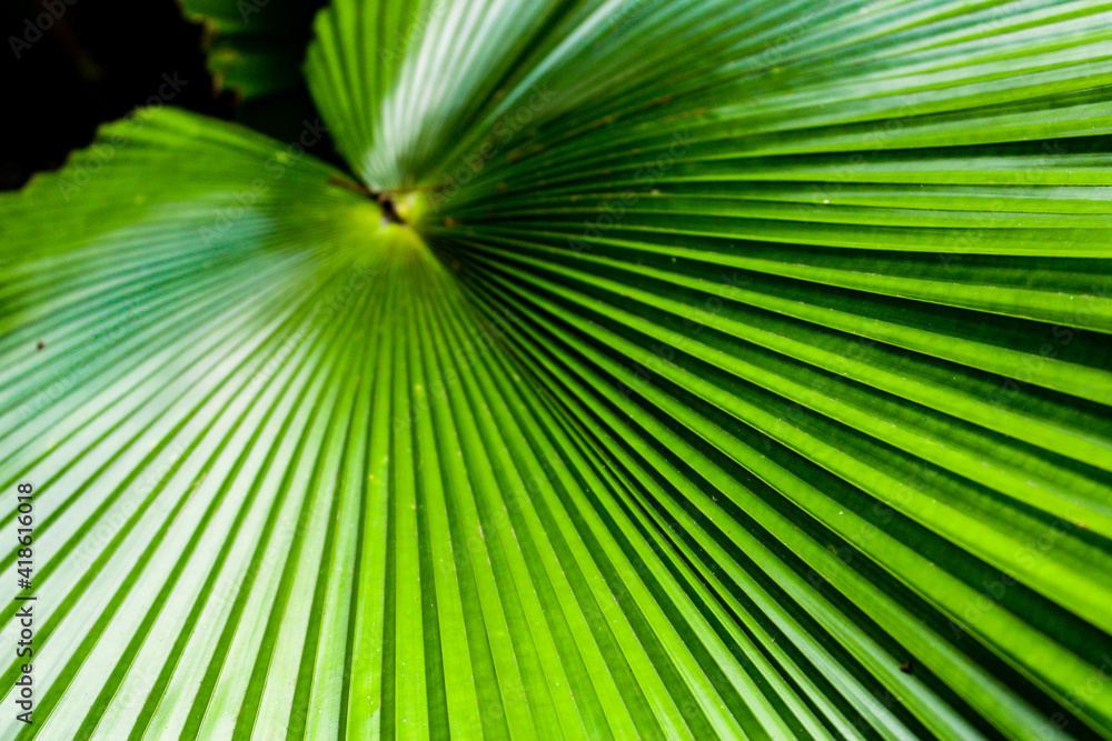 Fototapeta premium close up of palm leaf