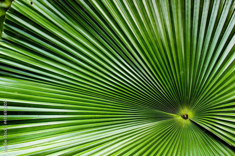 Fototapeta premium close up of palm leaf