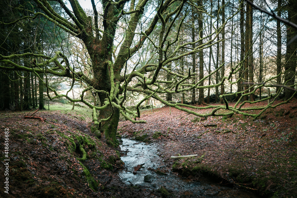 Mystical forest scene featuring a large tree with windy branches and no leaves. The spooky landscape is covered in green moss, surrounded by trees with a thin river trickling through the middle. Mystical forest scene featuring a large tree with windy branches and no leaves. The spooky landscape is covered in green moss, surrounded by trees with a thin river trickling through the middle.