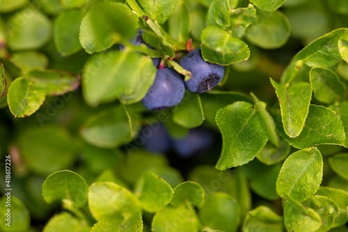 Wild ripe Bilberry in its bush closeup. European blueberry or Vaccinium myrtillus growing on the mountain. Healthy plant used in medicine. Agriculture concept